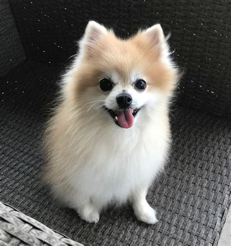 Pomeranian Dogs adopted on Rescue Me! Donate. Adopt Pomeranian Dogs in Florida. Filter. 24-02-17-00431 D126 Nacho (m) (male) Pomeranian. Lee County, Cape Coral, FL ID: 24-02-17-00431. Hiiii my peeps!!! my name is Nacho and I am an 8 month old / 10 lb merle pomeranian boy looking for that special.